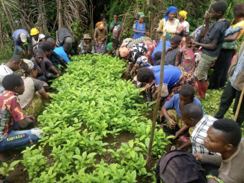 Community members tend to young edible caterpillar trees in a nursery in Mwenga, which was set up as part of PIFEVA’s reforestation project to empower vulnerable women and youth (Courtesy of PIFEVA)