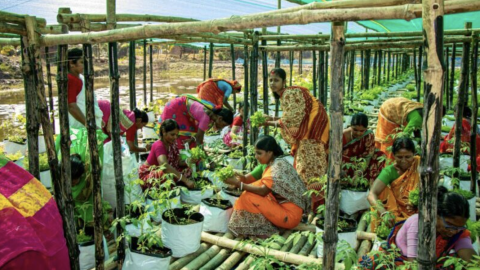 Self-Help Group members harvesting winter coriander leaves from the array of float-farms. Tipligheri houses 100 float-farms engaging nearly 120 women farmers (Courtesy of South Asian Forum for Environment)