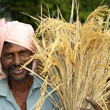 IPCC Fifth Assessment Report - CDKN AR5 Toolkit - Farmer harvesting the paddy crop, India