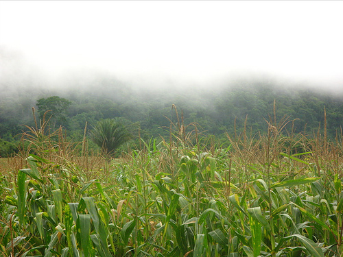 Case Study Drought And Agricultural Related Forest Fires In Belize