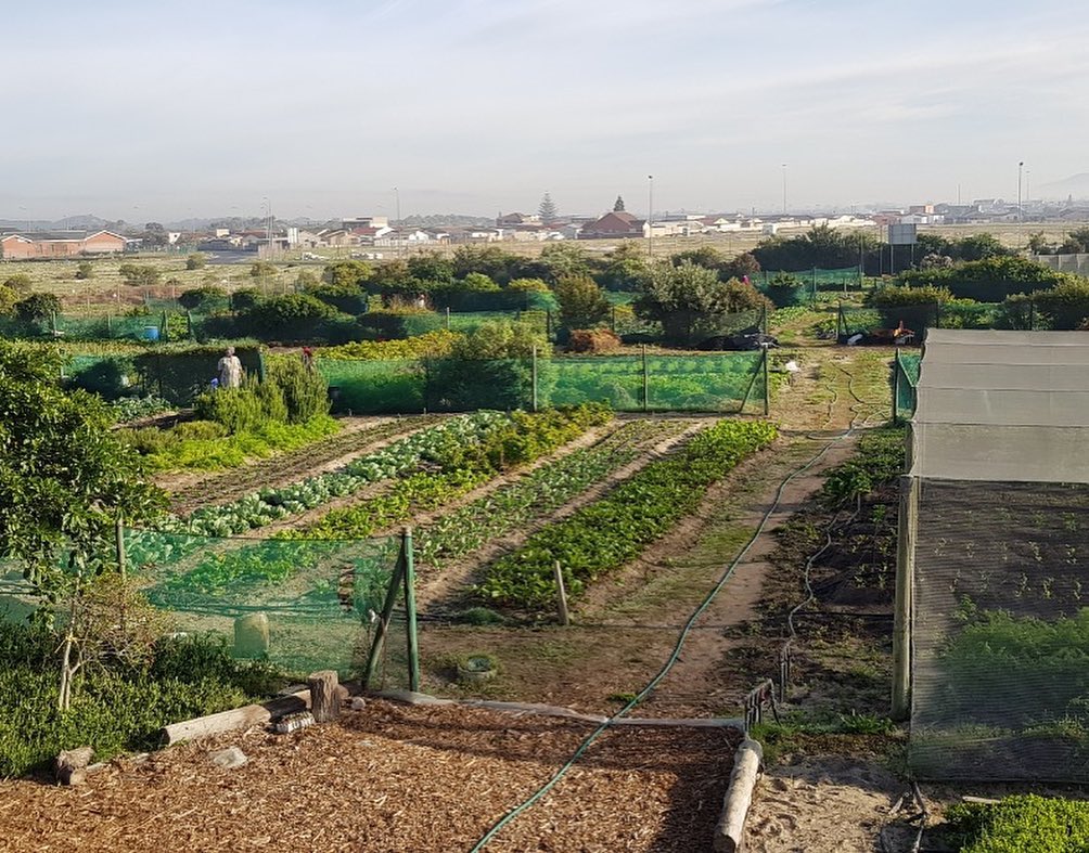 Cape Town, South Africa: Urban farming on the rise to boost people's food  security | Climate & Development Knowledge Network