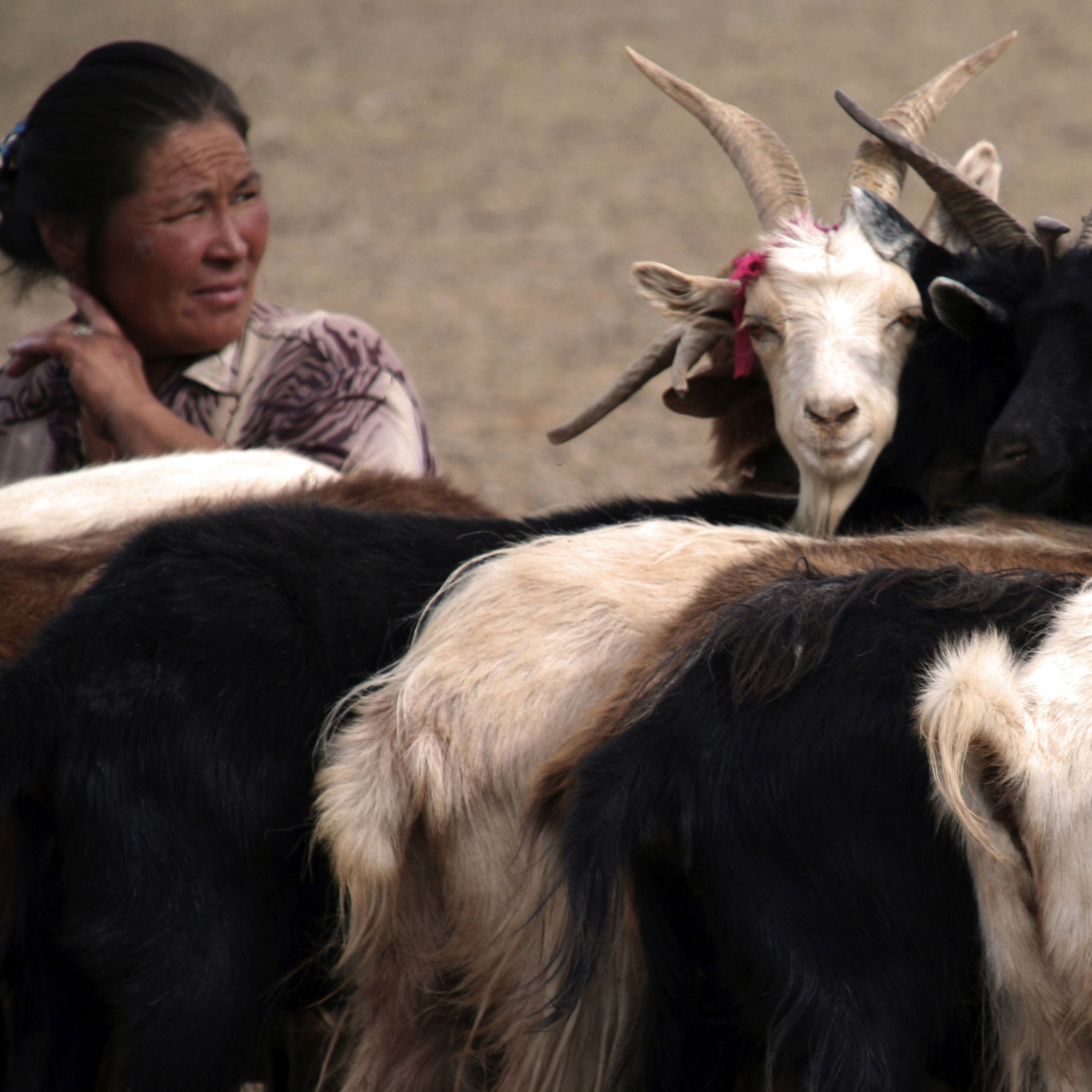 INSIDE STORY: Index-Based Mortality Livestock Insurance in Mongolia ...