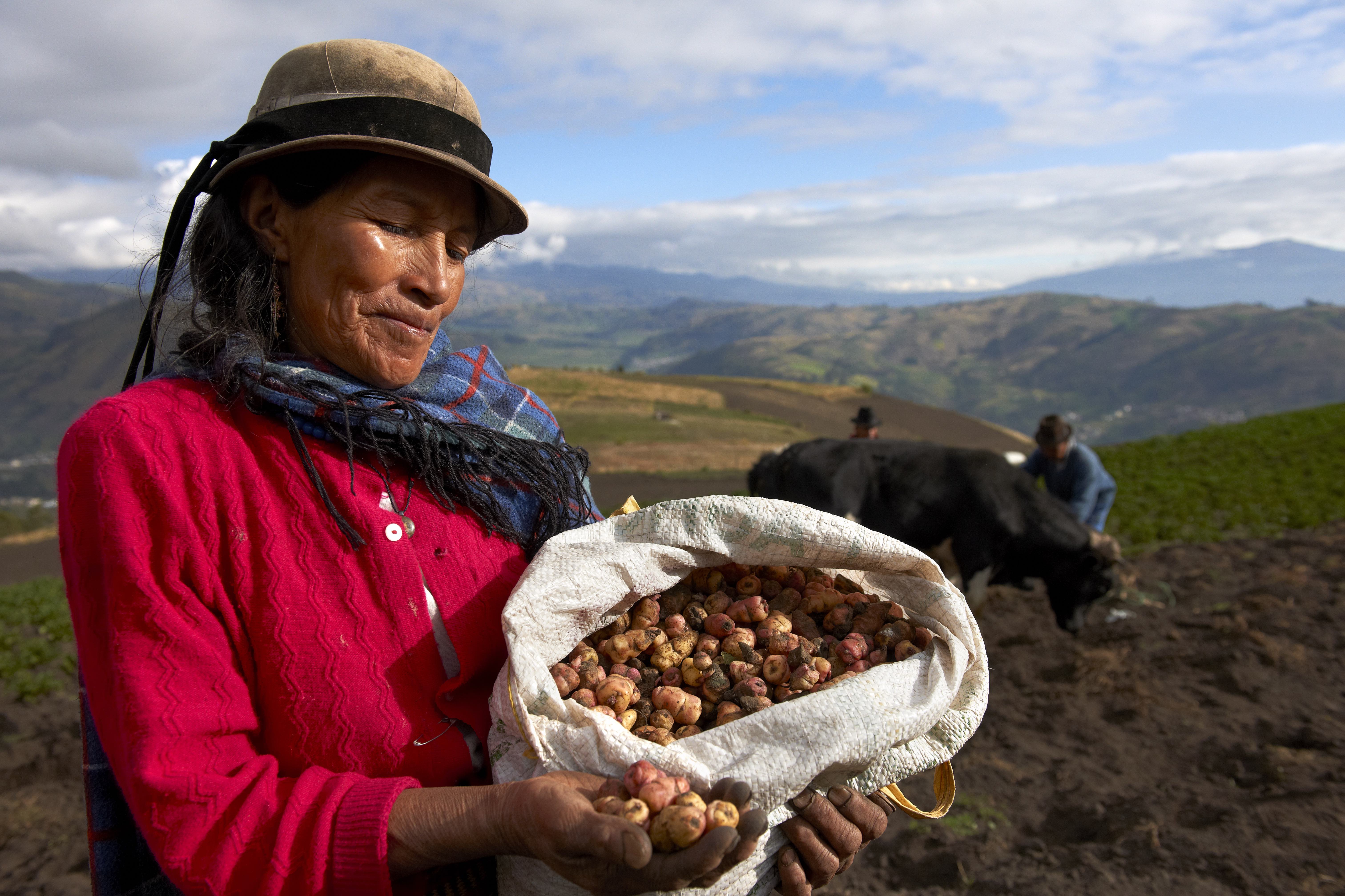 Potato growers, Ecuador Climate & Development Knowledge Network