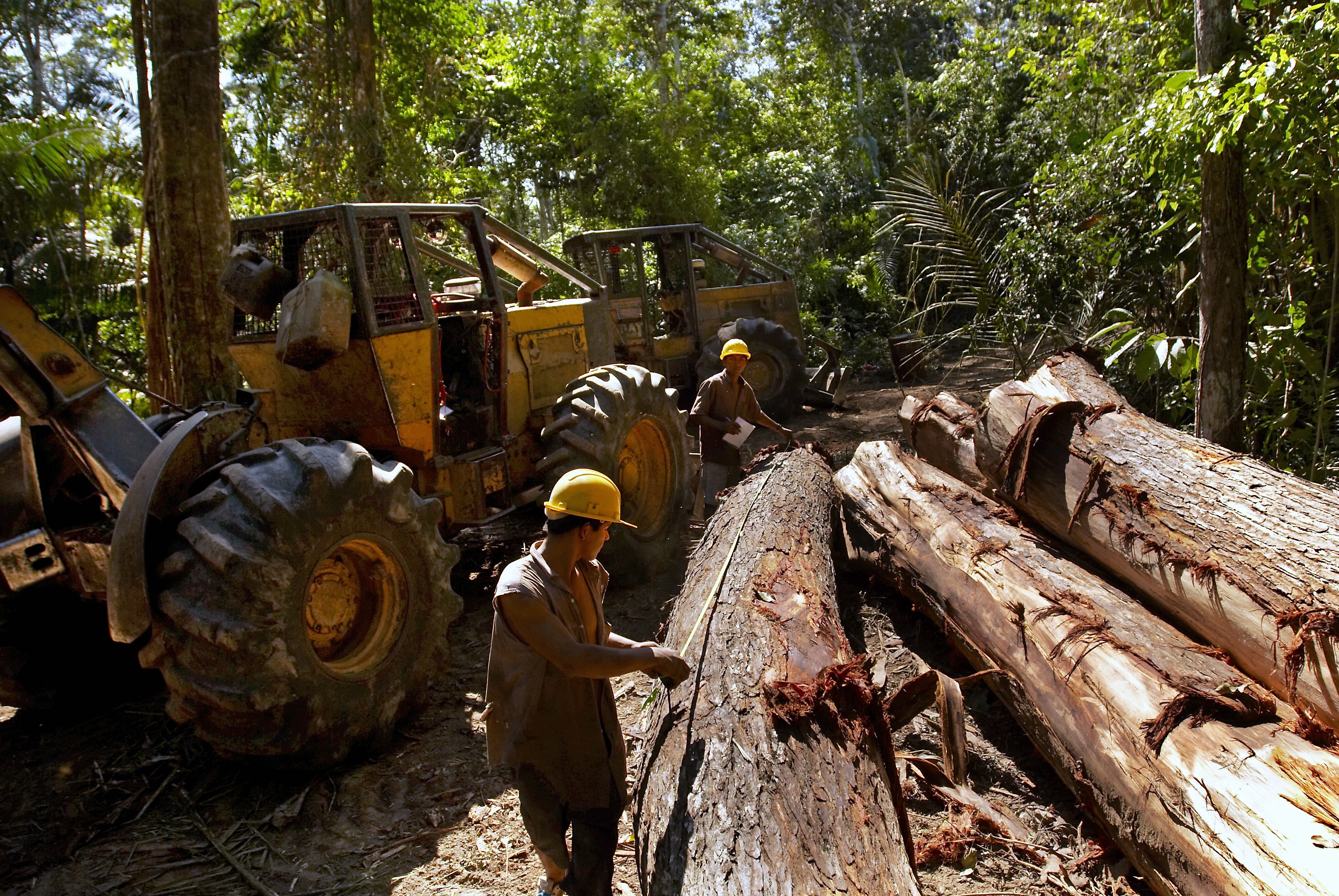 unsustainable-logging-peru-climate-development-knowledge-network