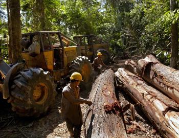 Unsustainable logging, Peru