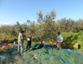 Harvesting olives in Tunisia, credit Citizen59 via Flickr