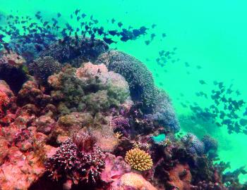 image of coral reef kenya 