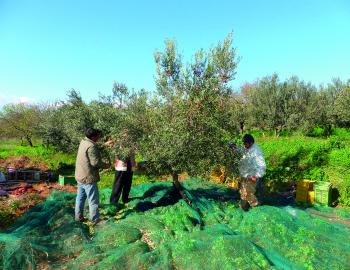 Harvesting olives - Tunisia 