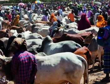 Image of a livestock market in Ethiopia 