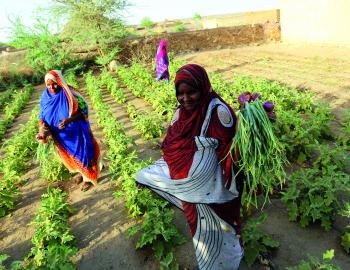 Women farmers growing vegetables - Sudan 