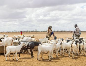 A water trough in Garissa County, courtesy of ADA consortium 