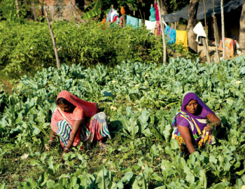 Women farmers working in an agriculture field in a peri-urban area in Gorakhpur, India