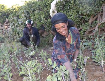 A woman farmer in Ethiopia, photo credit: Tewordros Getnet, ORDA Ethiopia