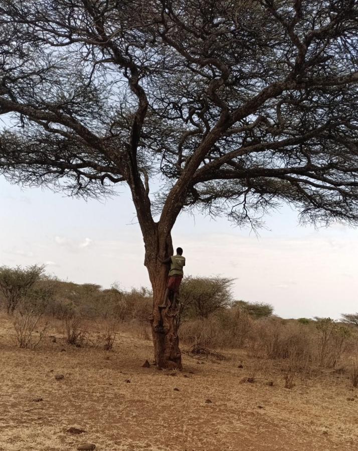 Herder in a tree looking out over the rangelands 