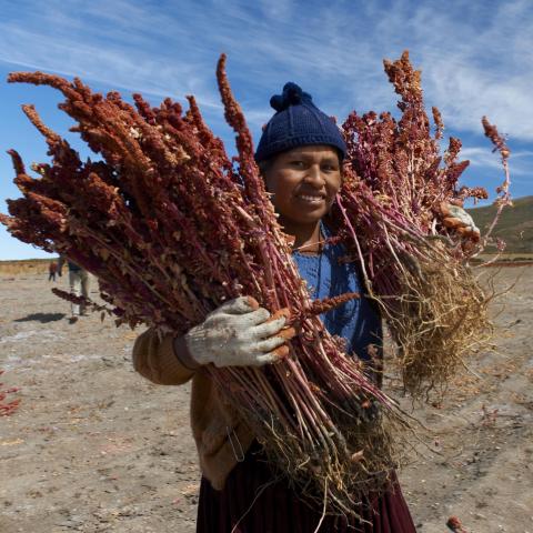 Farmer with quinoa harvest, Bolivia