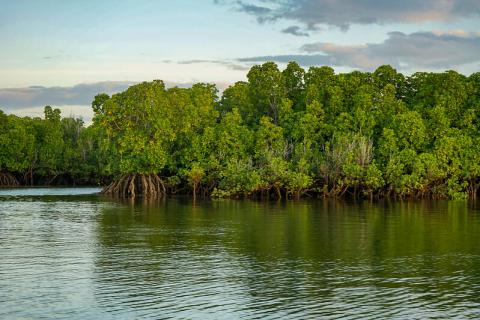 Mangroves in Lamu, Kenya courtesy of Nina R via Flickr