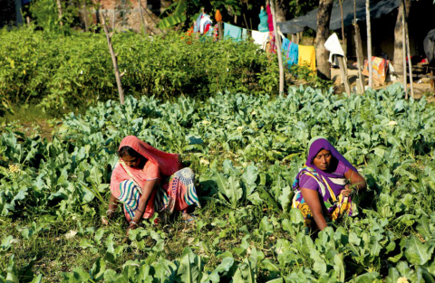 GEAG project - Women farmers working in an agriculture field in a peri-urban area in Gorakhpur, India