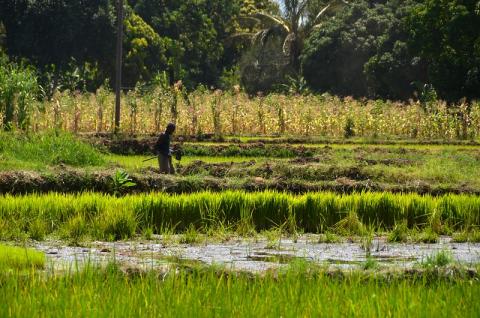 Tanzania rice paddy credit Malingering via Flickr