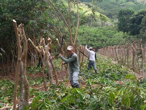 Inga Valley Cropping at demonstration site Las Flores Honduras_credit Inga Foundation