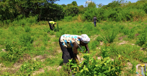 Farmers manage trees on their farms after learning about the Farmer Managed Natural Regeneration (FMNR) model of restoration and conservation (Courtesy of MDFA)