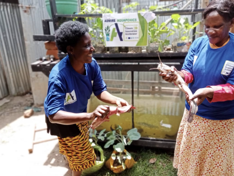 Sample Uganda’s AFCIA project included many women beneficiaries. They are able to grow their own fish and vegetables using compact hydroponic kits ideal for small city spaces (Cred. Sample Uganda)