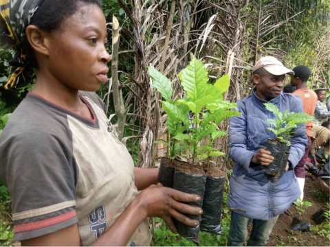 Women and other vulnerable groups in Mwenga in the DRC plant the host trees of caterpillars that can be consumed and sold (Courtesy of PIFEVA)