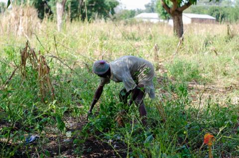 A farmer in Orbili community in Lawra district collecting crop residue as organic waste to combine with chemical fertilisers.