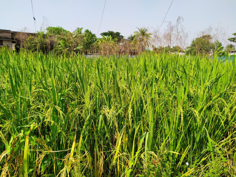 Flood resilient croppaddy cultivation, Courtesy of ICLEI South Asia 