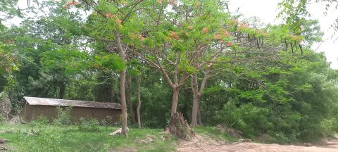 Oro sacred forest of AGAO in Dassa-Zoumé, Benin, courtesy of Survie NGO 