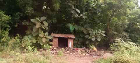Sacred forest in Dassa-Zoumé, Benin, courtesy of Survie NGO 