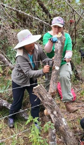 © FFLA / Minga para el cercado del bosque en el Área de Conservación de la Comunidad Campesina de Samanga, Ayabaca - Perú