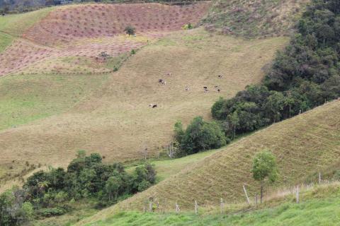 © Cuenca Verde / Finca de Aleida Arango / Don Matias, Antioquia – Colombia, octubre 2025.