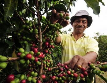 Agricultura Tropical