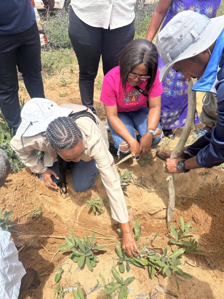 Field demonstrations of the gifblaar root system (Credit: CDKN Namibia)