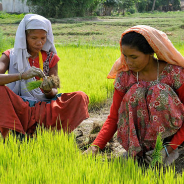 Farmers in Nepal